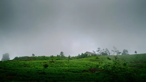 Tea Estate building on the top of a hill surrounded by tea lands, mystical landscape view, cold and gloomy weather.