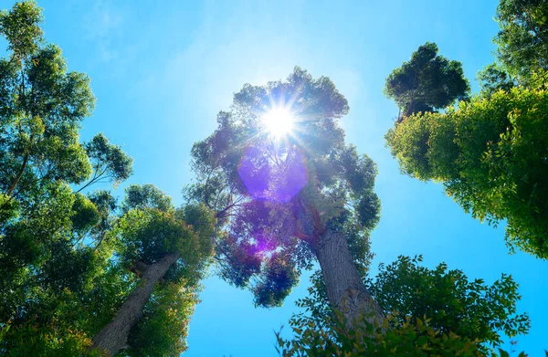 Zonnestralen Komen Door Hoge Groene Bladeren Takken Uitzicht Vanaf Lage — Stockfoto