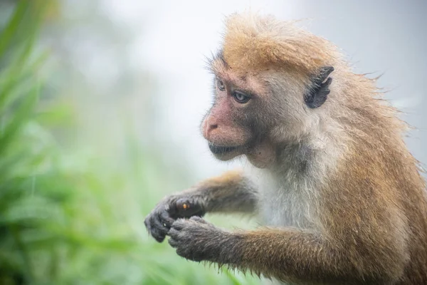 Toque Macaque Rillen Eten Van Fruit Hetzelfde Moment Koude Mistige — Stockfoto