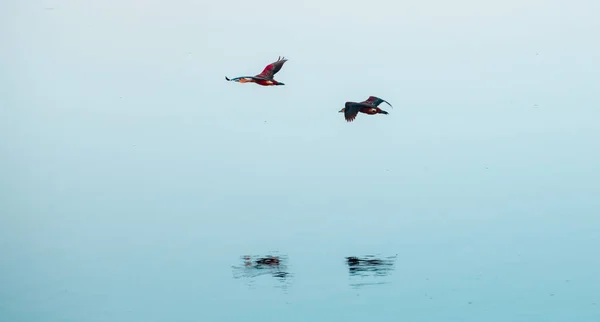 Menor Par Pato Assobiando Decolar Voar Perto Superfície Água Calma — Fotografia de Stock