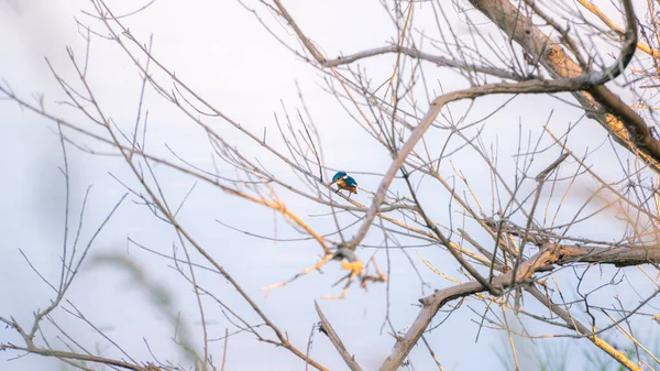 Kingfisher Pássaro Empoleirado Nos Ramos Murchas Perto Lago Noite — Fotografia de Stock