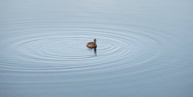 İstiridye gölünde küçük bir yağ tabakası, ördek yüzerken suyun dalgalanmasına neden olur..