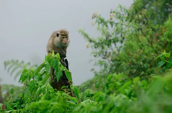 Toque Macaque Zittend Een Houten Stam Kou Mistige Steile Helling — Stockfoto