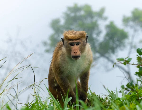 Toque Macaque Regardant Caméra Pente Raide Brumeuse Derrière Lui Habitat — Photo
