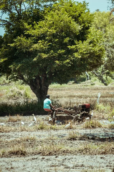 Farmář Připravuje Rýžové Pole Pro Sezónu Orat Bahnité Půdy Hnací — Stock fotografie