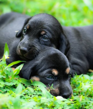 Dachshund yavru köpekleri yeşil çimlerin üzerinde yakın mesafede, yeni doğmuş yavrular birlikte oynuyorlar..