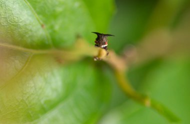 Çirkin ve tüyler ürpertici bir böcek bir bitki sapına tutunup makro fotoğrafa yakın duruyor..