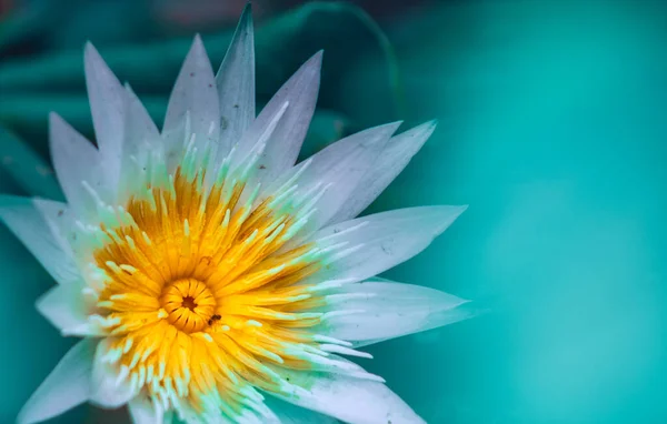 Красивая Водяная Лилия Цветок Макрос Закрыть Фотографию — стоковое фото