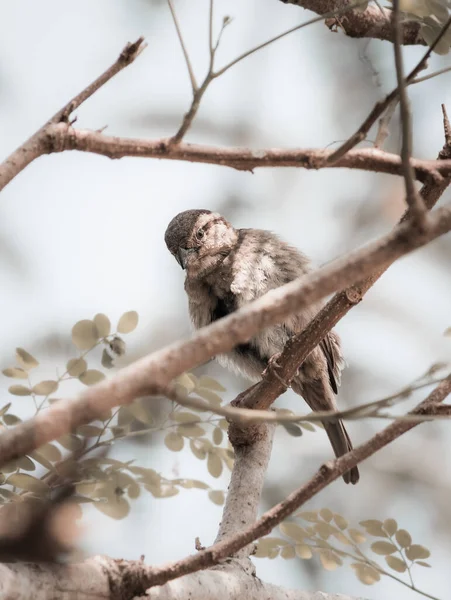 一只棕色的小鸟栖息在树枝上擦着蓬松的羽毛 — 图库照片