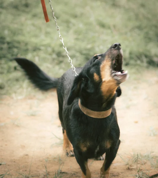Dachshund köpeği havlama yeteneğini gösterir..