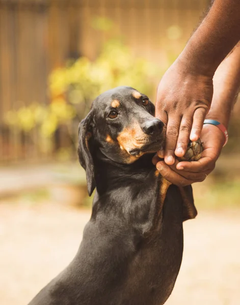 Dachshund köpeği ustaların ellerini tutarak iki ayak üzerinde duruyor. Minnettarlık ve sevgi.