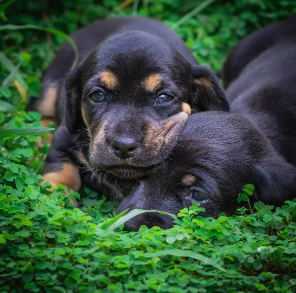 Twee Schattige Pasgeboren Baby Teckel Pups Slapen Het Grasveld — Stockfoto