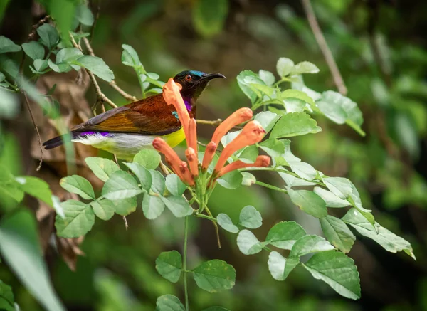 Lila Rumped Sunbird Szopogató Nektár Virágzó Narancs Virág Bimbók Ívelt — Stock Fotó