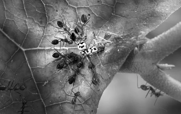 Groep Weversmieren Die Twee Insecten Een Blad Dragen Die Hun — Stockfoto