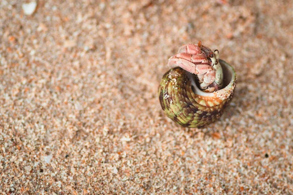 Hermit Crab Take Peek Coming Out Its Spiral Shell Sandy — Stock Photo, Image