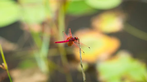 Insecto Libélula Roja Posado Tallo Plantas Cerca Lago —  Fotos de Stock