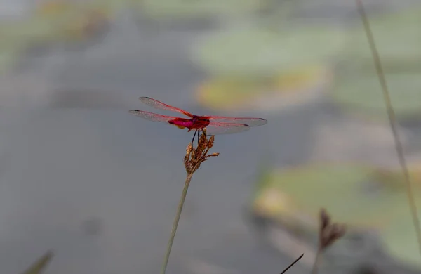 Insecte Libellule Rouge Perché Sur Une Tige Plantes Près Lac — Photo