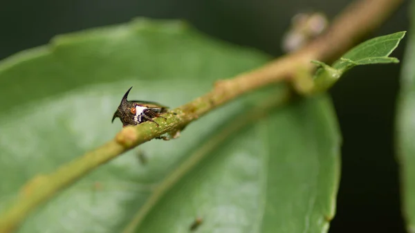 紧紧抓住植物茎的丑陋而令人毛骨悚然的虫子靠近宏观照片 — 图库照片