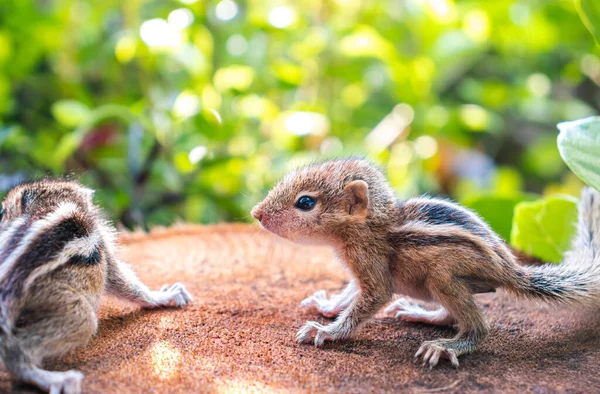 Pequenos Esquilos Perdidos Selvagem Bonitos Adoráveis Recém Nascidos Bebês Esquilo — Fotografia de Stock
