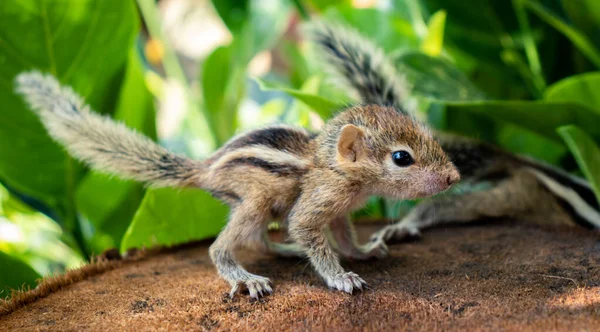 Pequenos Esquilos Perdidos Selvagem Bonitos Adoráveis Recém Nascidos Bebês Esquilo — Fotografia de Stock