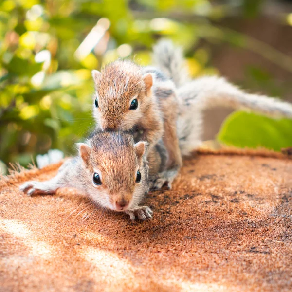 Small Sibling Squirrel Baby Rides Big Brothers Back Cute Adorable — Stock Photo, Image