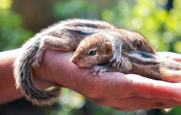 Prendo Cura Due Neonati Scoiattoli Abbandonati Carino Coccoloso Scoiattoli Bambino — Foto Stock