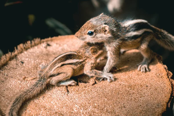 Irmãozinhos Esquilos Bonitos Órfãos Vagueiam Cima Tronco Árvore Cortado Cuidando — Fotografia de Stock