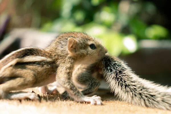 可爱和孤独的松鼠宝宝兄弟姐妹漫步在一棵被砍倒的树干上 照顾和照顾弟弟 家庭的概念永远在一起 无论发生什么事 圈养哺乳动物 — 图库照片