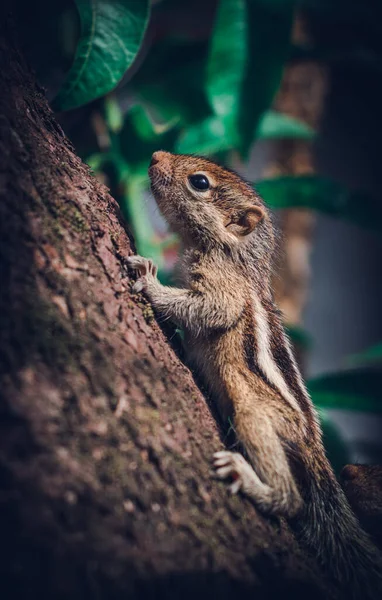 Bonito Adorável Pequeno Osso Recém Nascido Esquilo Bebê Lutando Segurar — Fotografia de Stock