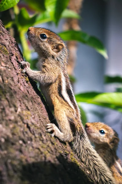 Bebês Esquilo Bonito Escalando Uma Árvore Manga Explorar Adaptar Natureza — Fotografia de Stock