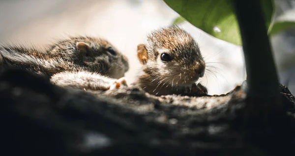 Esquilo Bebê Pequeno Bonito Espreitando Câmera Através Tronco Árvore Conceito — Fotografia de Stock