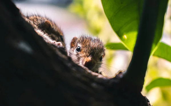 Esquilo Bebê Pequeno Bonito Espreitando Câmera Através Tronco Árvore Conceito — Fotografia de Stock