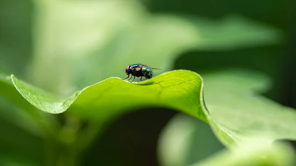 Housefly Sitting Green Leaf Close Macro Detailed Shot — Stock Photo, Image