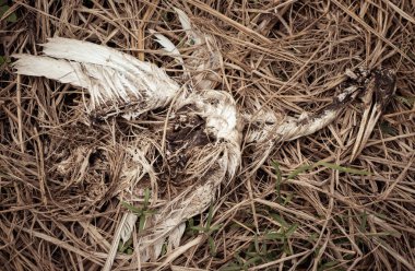 Kuş leşi toprakta çürüyor, yaşam döngüsü, ölü balıkçıl kuşu.