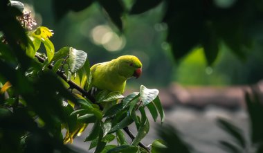 Gül halkalı muhabbet kuşu bir daldan dikizliyor.,