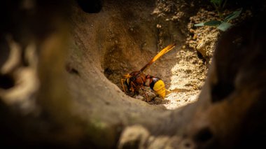 Çamur yaban arısı bir delikte çamur topunu topluyor..