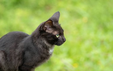 Genç kedi bakıyor, hayvan portresini kapatıyor..