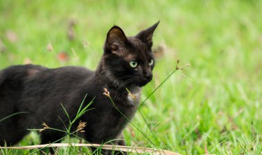 Genç, koyu kahverengi kedi çim tarlasında ileriye bakıyor. Yaklaş..
