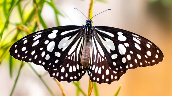 美丽的蝴蝶映衬着五彩缤纷的柔软自然的背景 黑色翅膀上的白斑展开的时候 — 图库照片