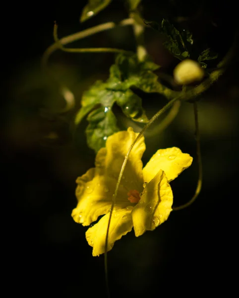 Гірка Квітка Гарбуза Росте Бік Ранкове Сонце Красива Жовта Овочева — стокове фото