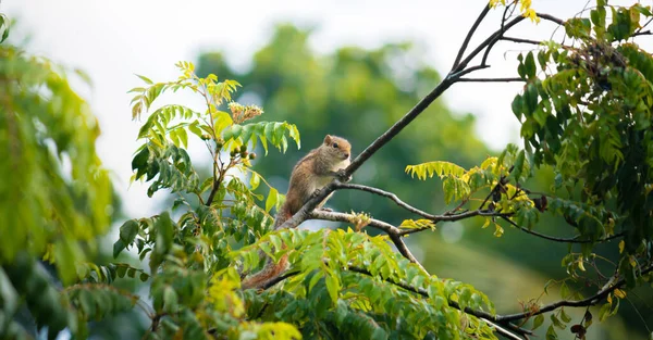 松鼠栖息在热带的自然栖息地 栖息在树梢上 美丽在野外 — 图库照片