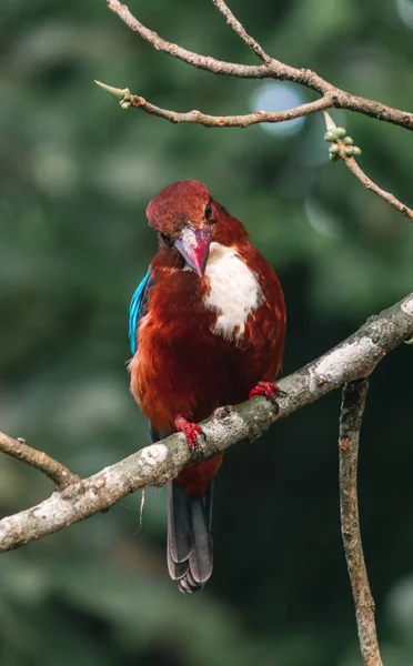 Weißkehl Eisvogel Von Vorne Blick Auf Kamera Leicht Geneigt — Stockfoto