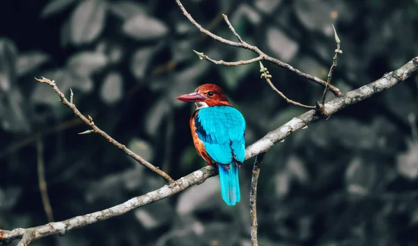 Weißkehl Eisvogelbarsch Der Nähe Eines Sees Auf Einem Ast Blick — Stockfoto