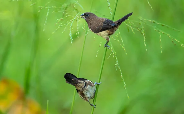 Belle Paire Oiseaux Lonchura Striata Sur Une Tige Mauvaises Herbes — Photo