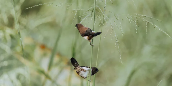 Bela White Rumped Munia Pares Pássaros Caule Erva Daninha Comendo — Fotografia de Stock