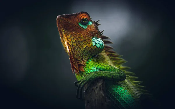 Vivid Glowing Skin Beautiful Reptile Put Arms Wooden Pole Close — Stock Photo, Image