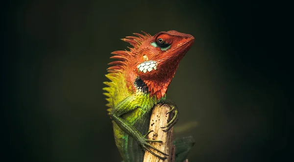 Orgulloso Lagarto Sostuvo Cabeza Alto Sentado Parte Superior Poste Madera —  Fotos de Stock