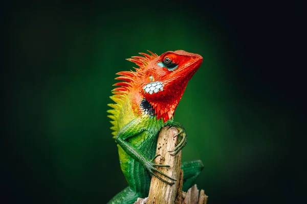 Colorful Reptile Wooden Pole Staring Camera Beautiful Green Forest Lizard — Stock Photo, Image