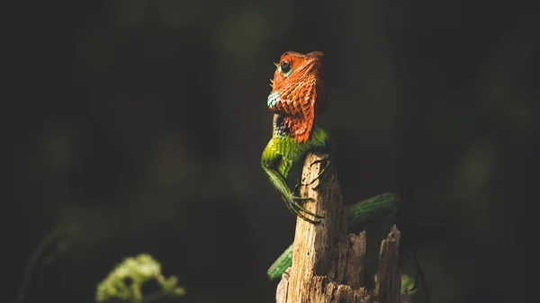 Die Stolze Eidechse Hielt Den Kopf Hoch Und Saß Auf — Stockfoto