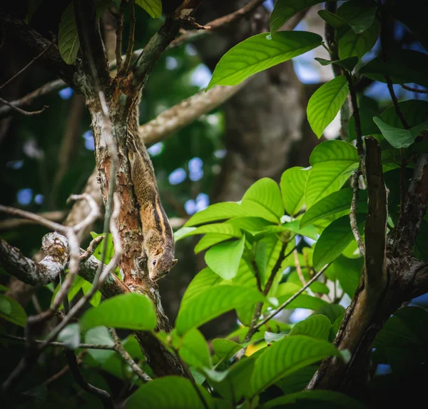 野生的伪装松鼠 爬下了树 — 图库照片